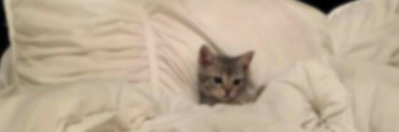 STAN LIST & SHOWS/MOVIES